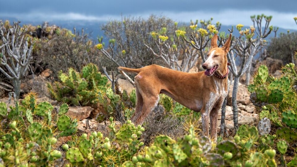 Et arkivfoto av en jakthund som brukes i blant annet kaninjakt. Foto: Shutterstock