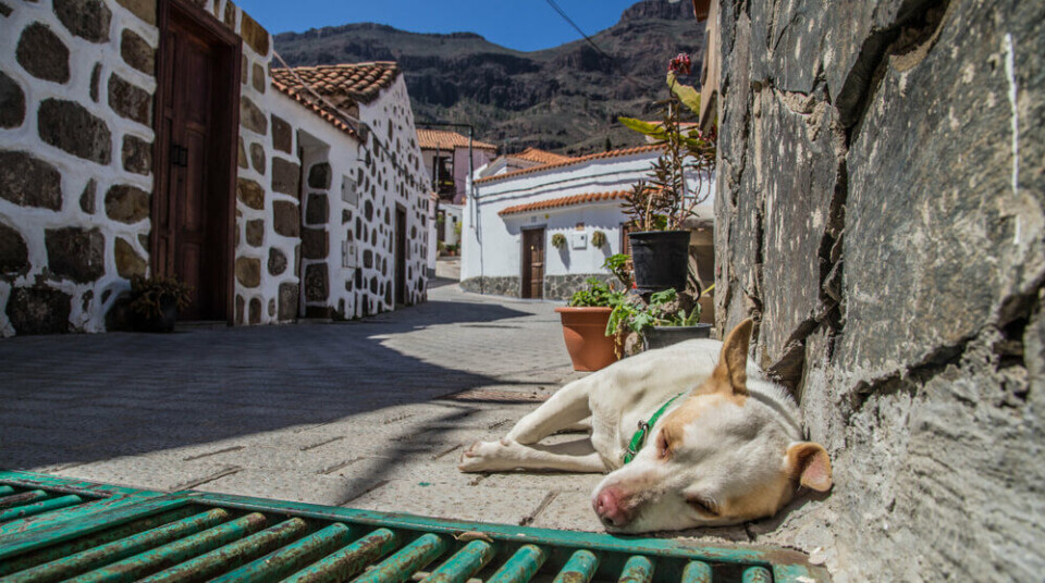 Arkivfoto av en hund som sover på Gran Canaria. Foto: Ersilia Boi/Shutterstock
