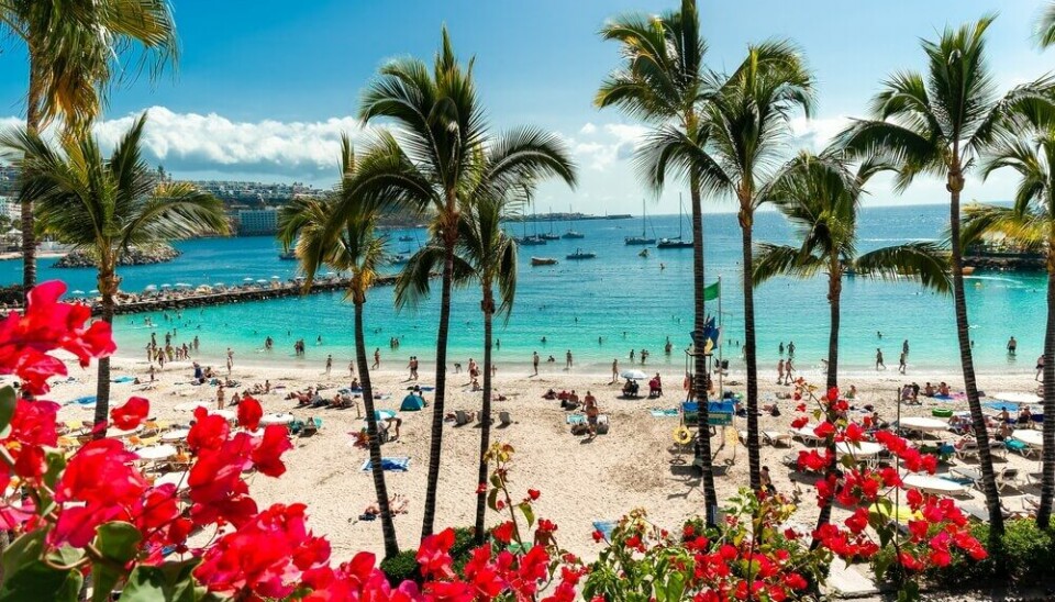 SOMMER: På Gran Canaria er det sommer året rundt, men ikke like hett som på fastlandet. Det har mange nordmenn fått med seg.