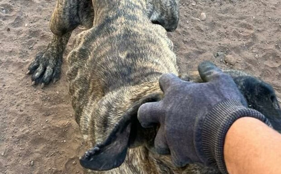 Politiet fant den utmagrede hunden med et stort kutt i nakken. Foto: Guardia Civil