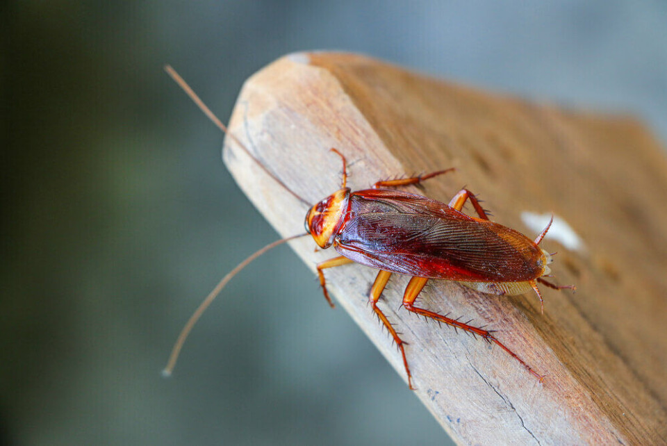 Foto: Luis2499/Shutterstock