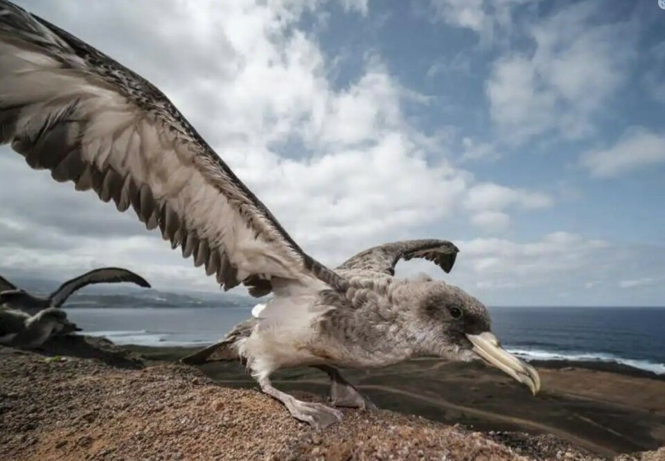 Foto: Cober