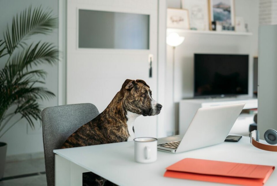 Kan sameiet nekte deg å ha hund? Foto: TunedIn by Westend61/Shutterstock