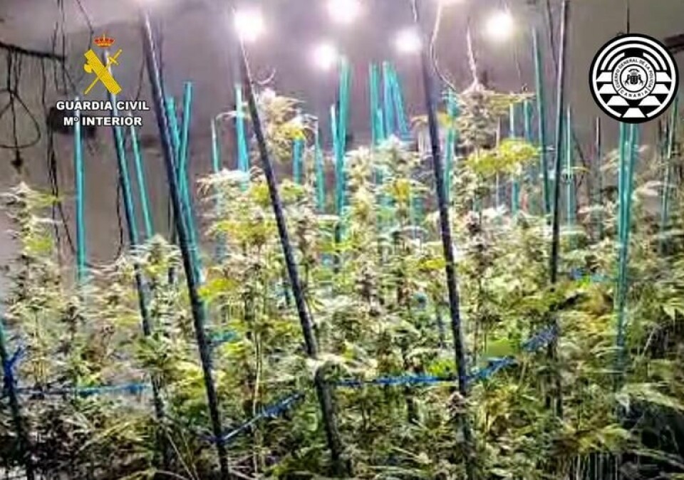 Innendørs cannabisplantasje på Kanariøyene. Foto: Guardia Civil Innendørs cannabisplantasje på Kanariøyene. Foto: Guardia Civil