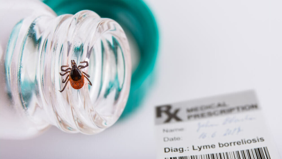 Lyme, bedre kjent som borreliose, er en av sykdommene flått kan spre på Kanariøyene. Foto: Shutterstock Lyme, bedre kjent som borreliose, er en av sykdommene flått kan spre på Kanariøyene. Foto: Shutterstock