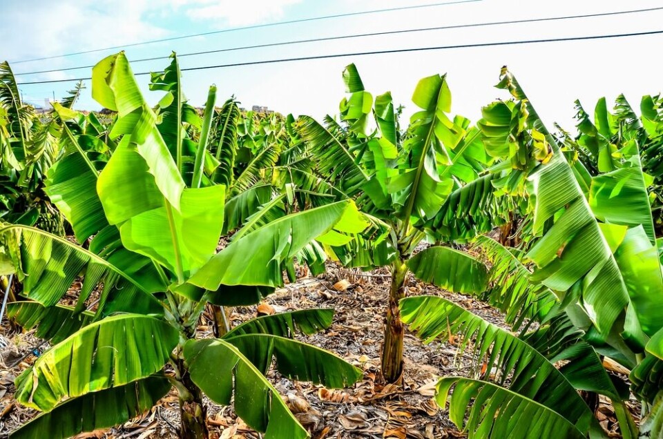 En bananplantasje på Tenerife. Foto: underworld/Shutterstock