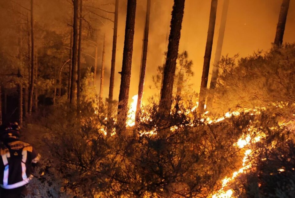 Bilde fra en skogbrann i Tejeda på Gran Canaria. Den svidde av over fire kvadratkilometer skog. Foto: Bomberos Gran Canaria