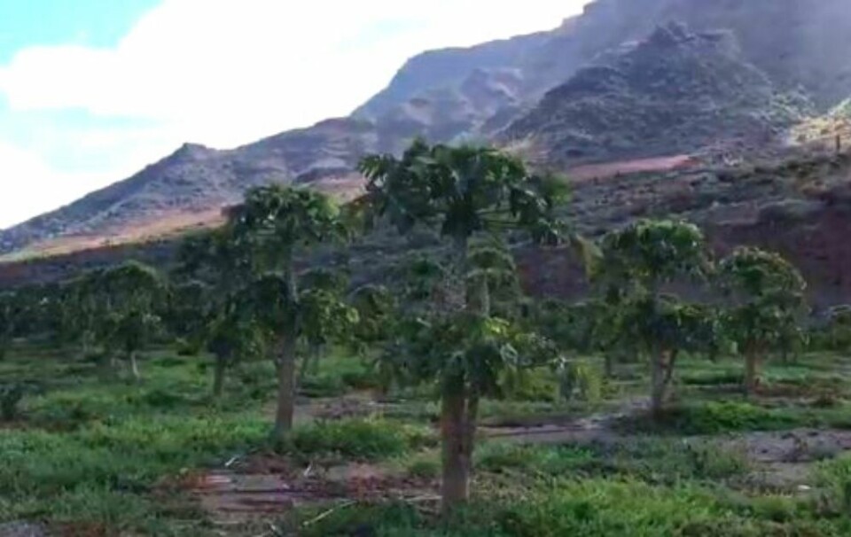 Skjermdump fra video hos Canarias 7.