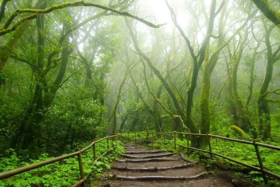 Denne skogen dekket store deler av Middelhavsområdene for to millioner år siden. På La Gomera lever den videre. Foto: Shutterstock Denne skogen dekket store deler av Middelhavsområdene for to millioner år siden. På La Gomera lever den videre. Foto: Shutterstock