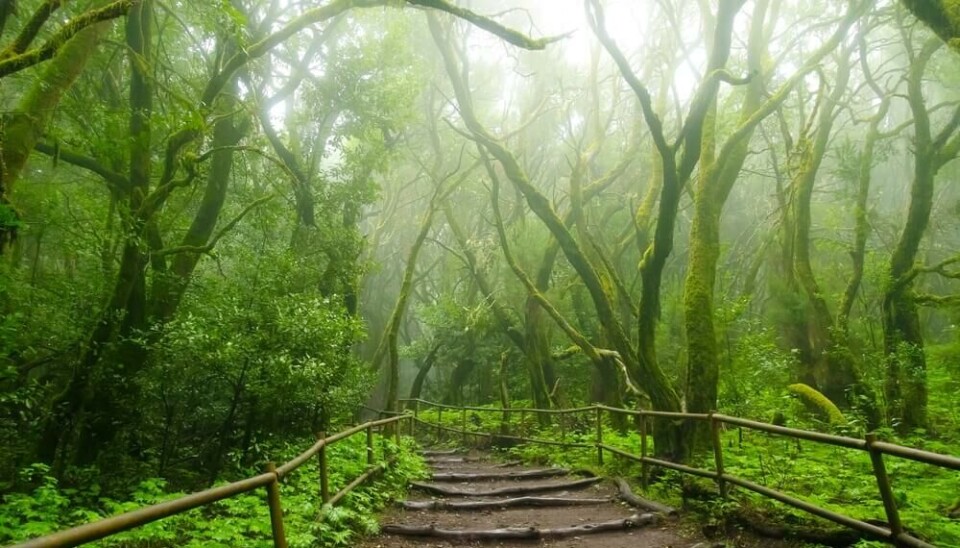 Denne skogen dekket store deler av Middelhavsområdene for to millioner år siden. På La Gomera lever den videre.