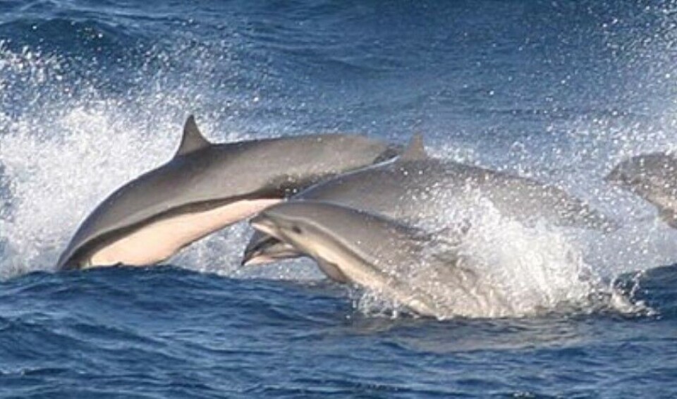 Arkivfoto av borneodelfiner fra Wikimedia Commons.