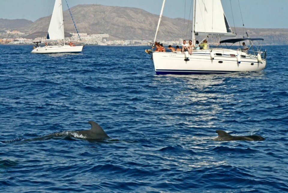 Foto: Canary Islands Tourism