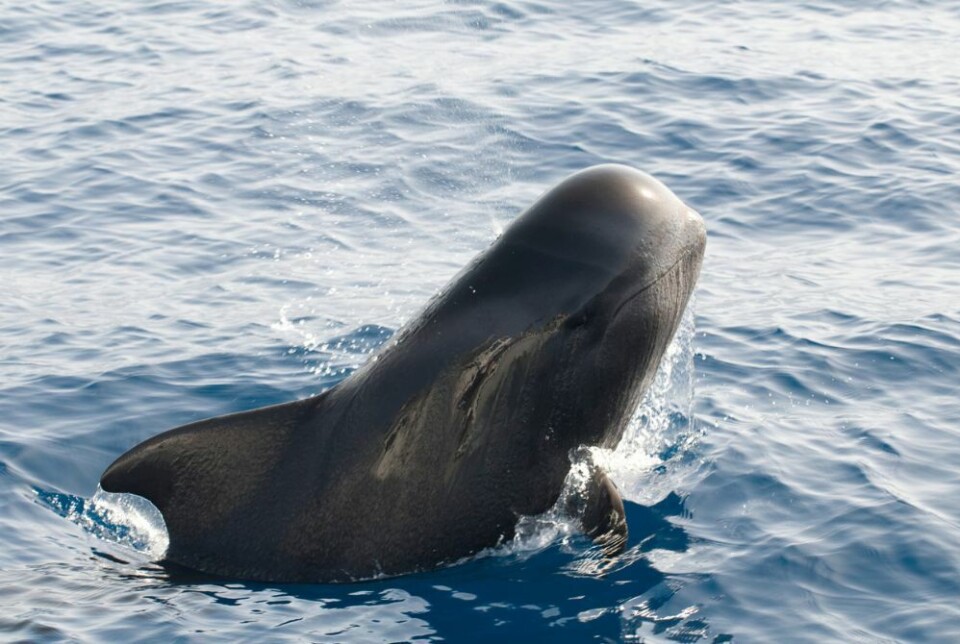 Foto: Canary Islands Tourism Foto: Canary Islands Tourism