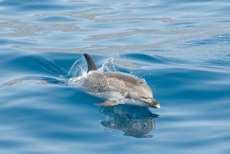 Foto: Canary Islands Tourism Foto: Canary Islands Tourism