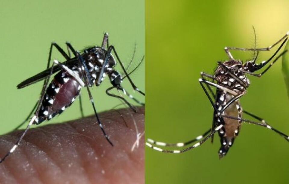 T.h. gulfebermygg (Aedes aegypti). T.v. tigermygg (Aedes albopictus). Begge kan spre denguevirus. Foto: Muhammad Mahdi Karim, GFDL 1.2 / ECDC