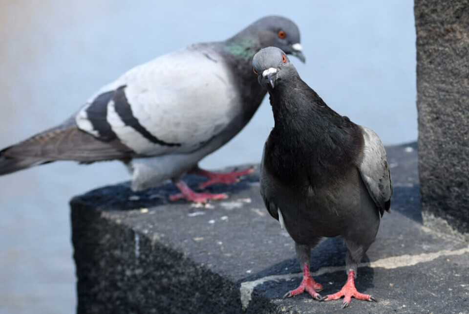 Foto: Maria Gaevska/Shutterstock