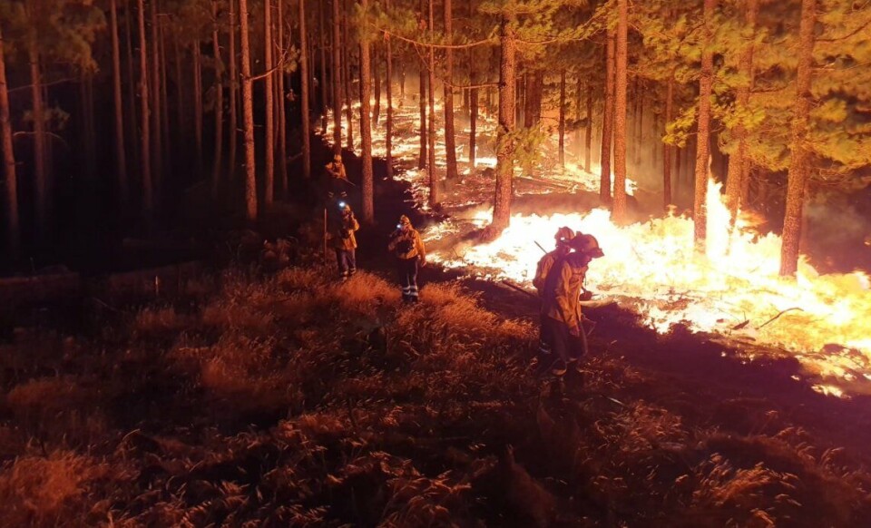 Slår alarm: høy skogbrannfare på Gran Canaria