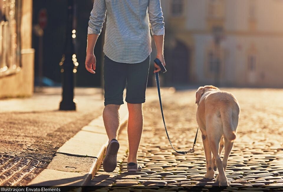 Nå blir det lov å gå maks 10 meter med hunden i Mogán