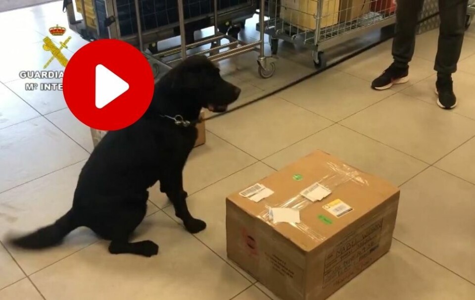 VIDEO: Videoen dokumenterer Guardia Civil sin aksjon mot narkobanden som nylig ble tatt på Tenerife. Video: Guardia Civil
