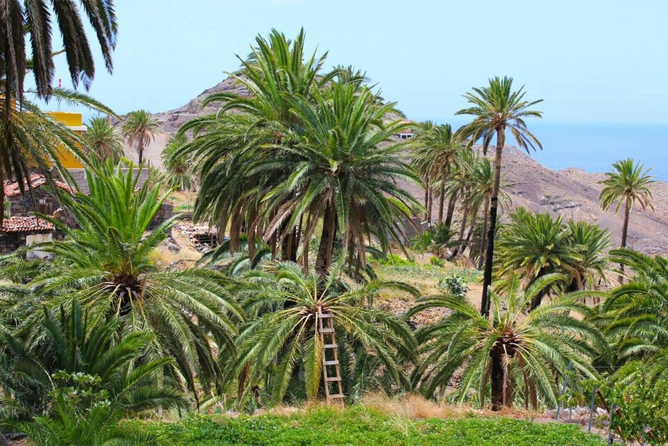 Foto: Hola Islas Canarias Foto: Hola Islas Canarias