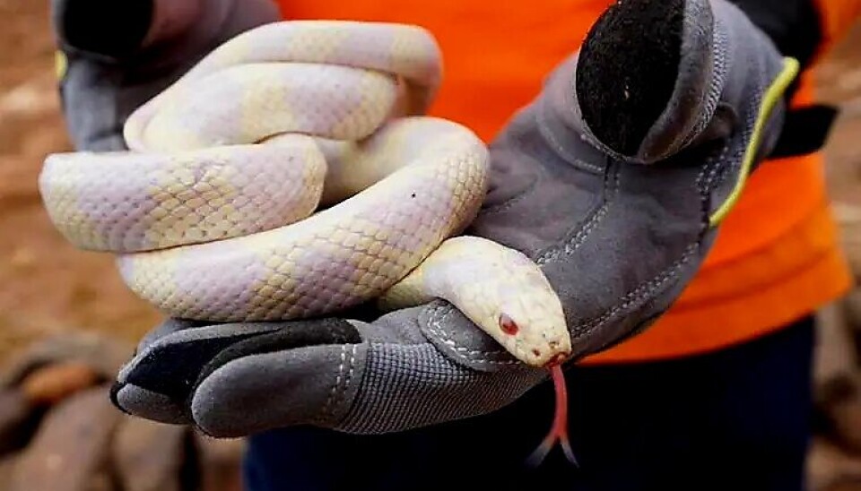 Californisk kongesnok. Flere slanger, men færre ble fanget inn.Foto: Canarias7