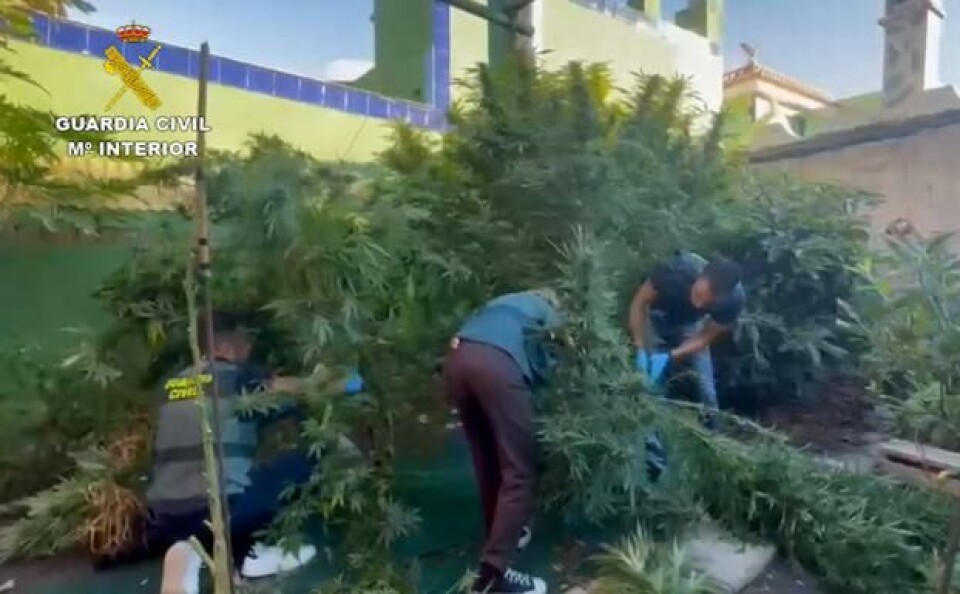 Beslagla 1166 cannabisplanter på Tenerife