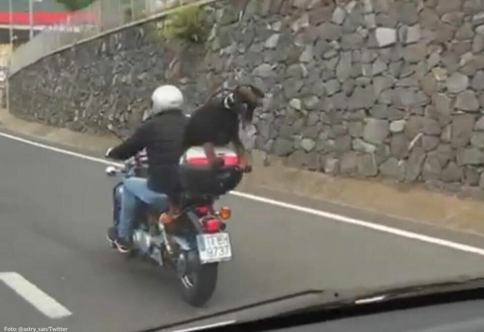 Motorsykkel med geit på baksetet går viralt på Kanariøyene