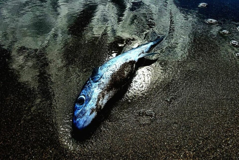 Forsker og marinebiolog José J. Castro ved Universitetet i Las Palmas har en mulig forklaring på hvorfor død fisk har blitt skylt i land flere steder den siste tiden. Foto: Ann Cathrin El Allaoui