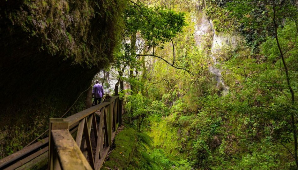 Los Tilos på La Palma.