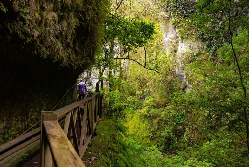 Los Tilos på La Palma. Foto: Canary Islands Tourism