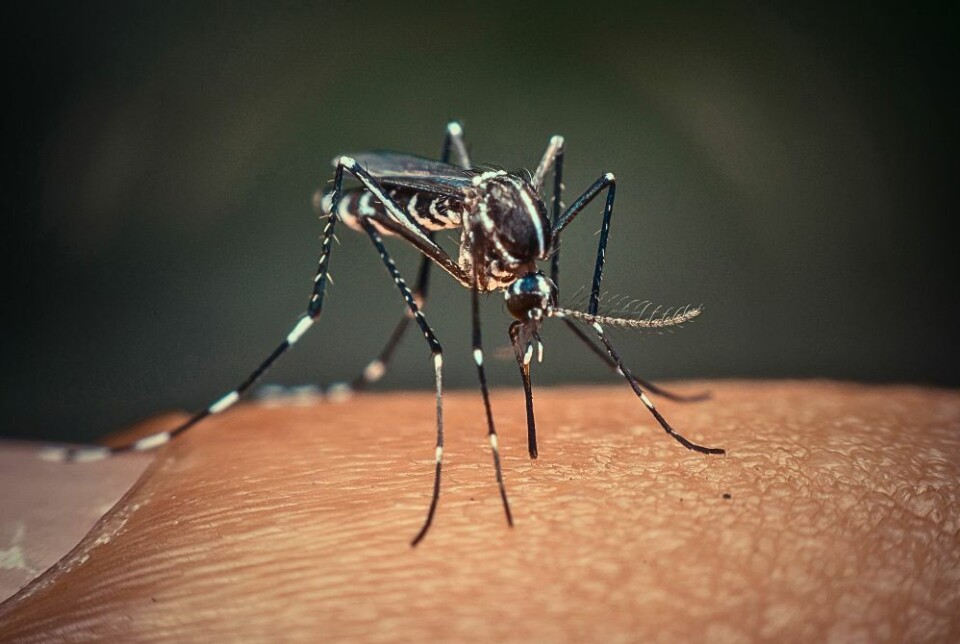 Aedes Aegypti har blitt observert flere ganger på Kanariøyene. Myggen kan spre farlige virusinfeksjoner. Foto: PongMoji/Shutterstock