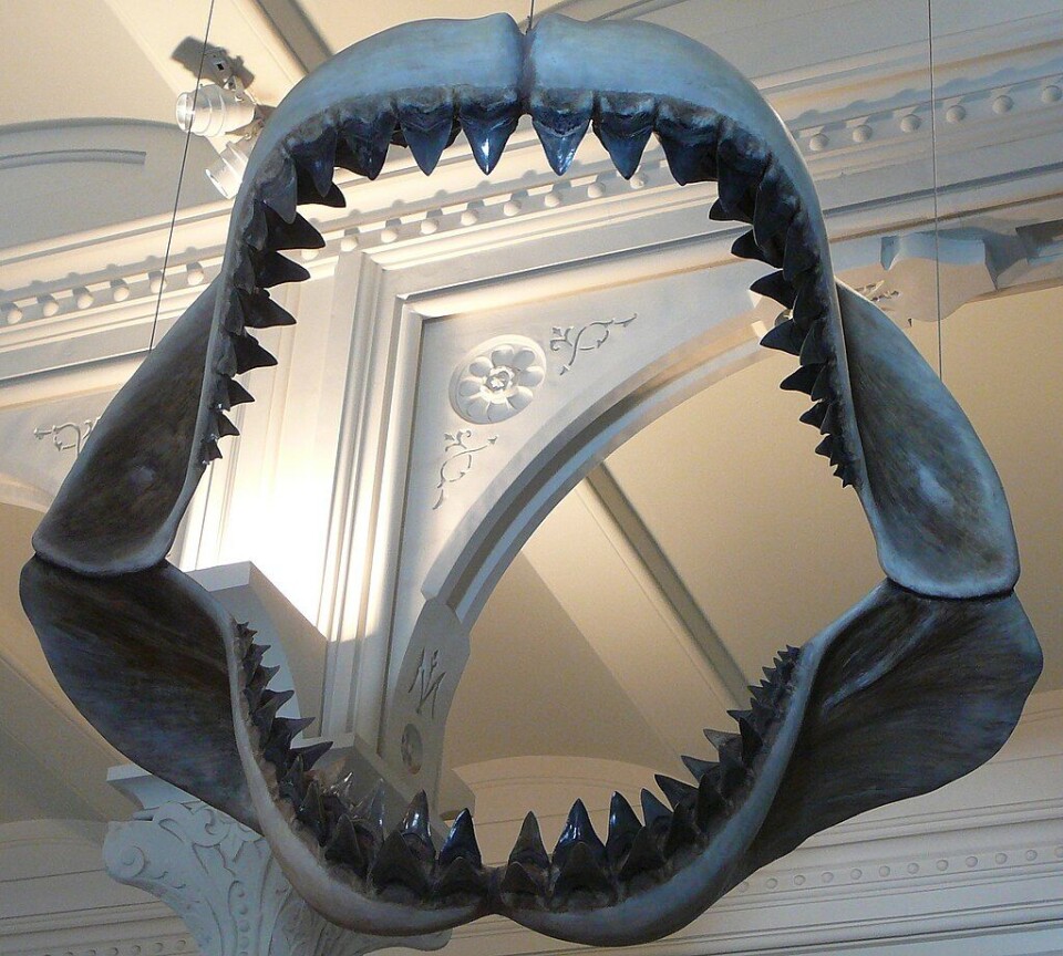En modell av megalodons kjeve på American Museum of Natural History. Foto: Spotty11222, Public Domain, Wikimedia Commons En modell av megalodons kjeve på American Museum of Natural History. Foto: Spotty11222, Public Domain, Wikimedia Commons