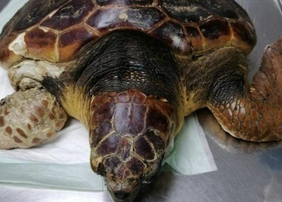 Satt seg fast i fiskenett – måtte amputere