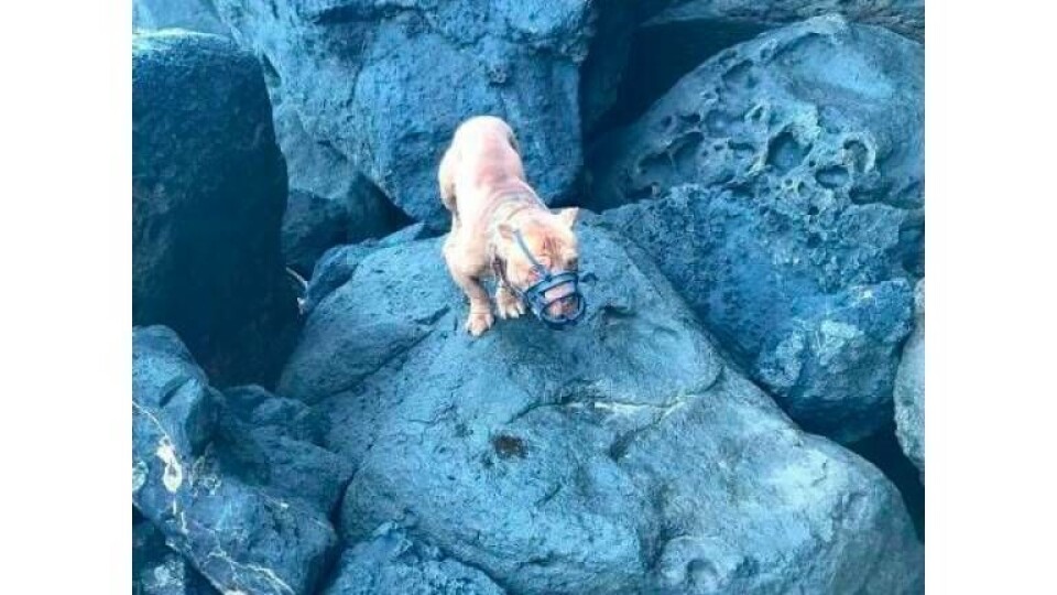 Hund med munnkurv reddet fra en klippe i Arucas - kan ha blitt kastet ned dit