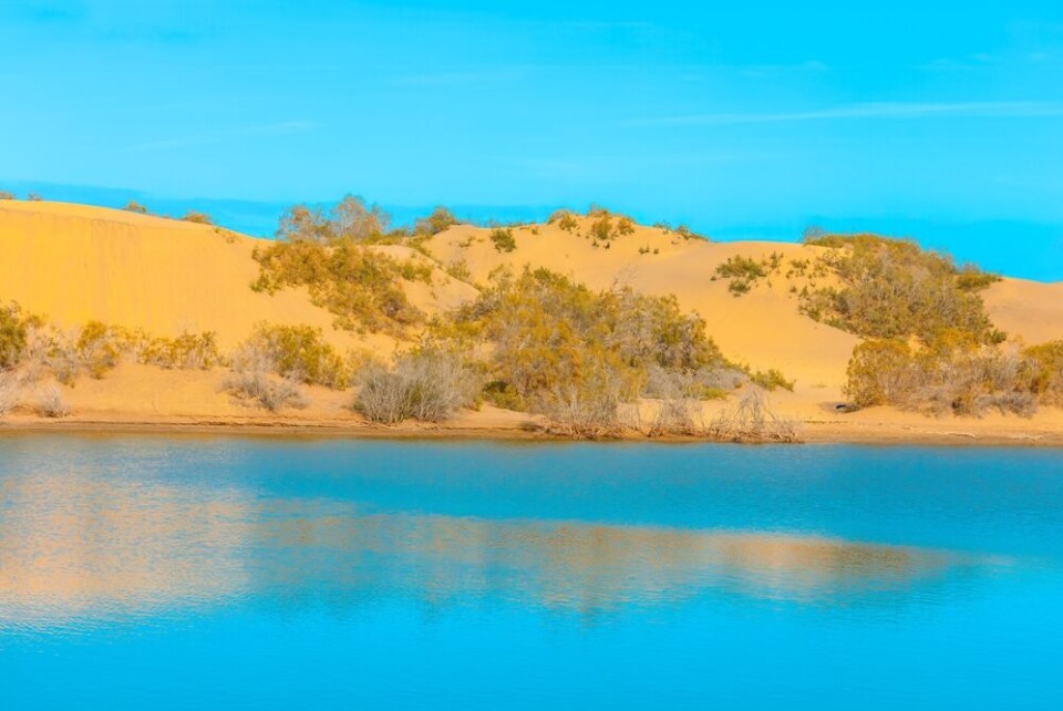 Buskene bidrar til å holde sanddynene på plass. Foto: Shutterstock