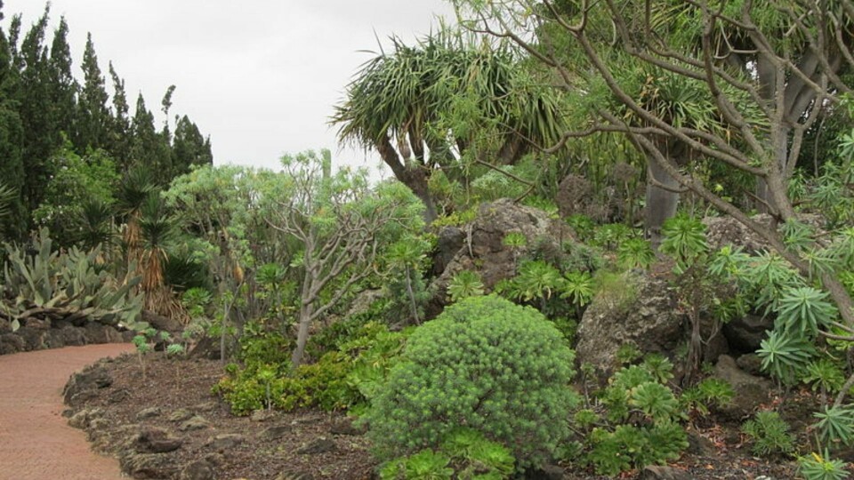 Viera y Clavijo-hagen i Las Palmas på Gran Canaria blir omtalt som et av de beste stedene for å oppnå indre ro. Foto: Donar Reiskoffer, CC BY 3.0 via Wikimedia Commons