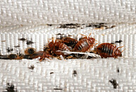 Les også: Øker kraftig