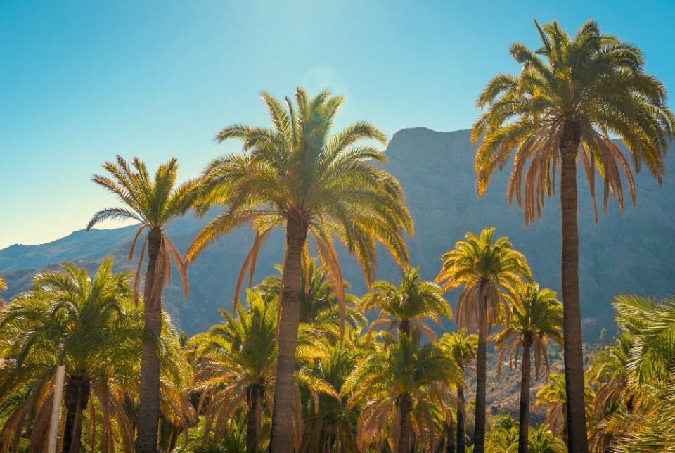 RØDT VARSEL: På torsdag er det ventet opptil 41 grader på Gran Canaria. Foto: Magui RF/Shutterstock