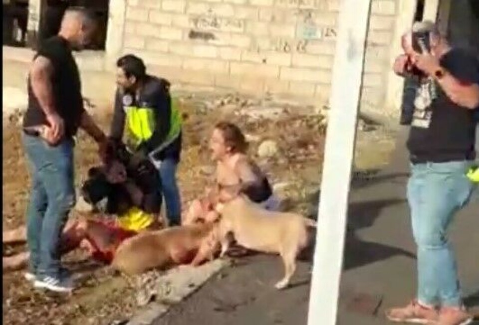 Politiet skjøt tre hunder i selvforsvar, etter at de gikk til angrep på betjentene under en pågripelse. Foto: Skjermdump fra video som viser hendelsen.