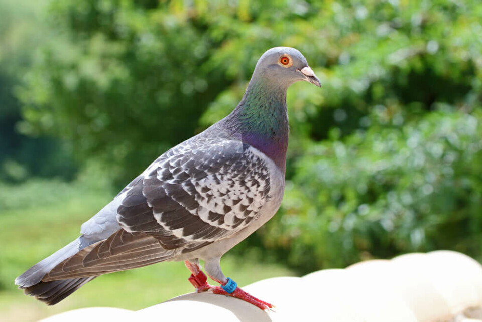 Arkivfoto av en due. Foto: Shutterstock