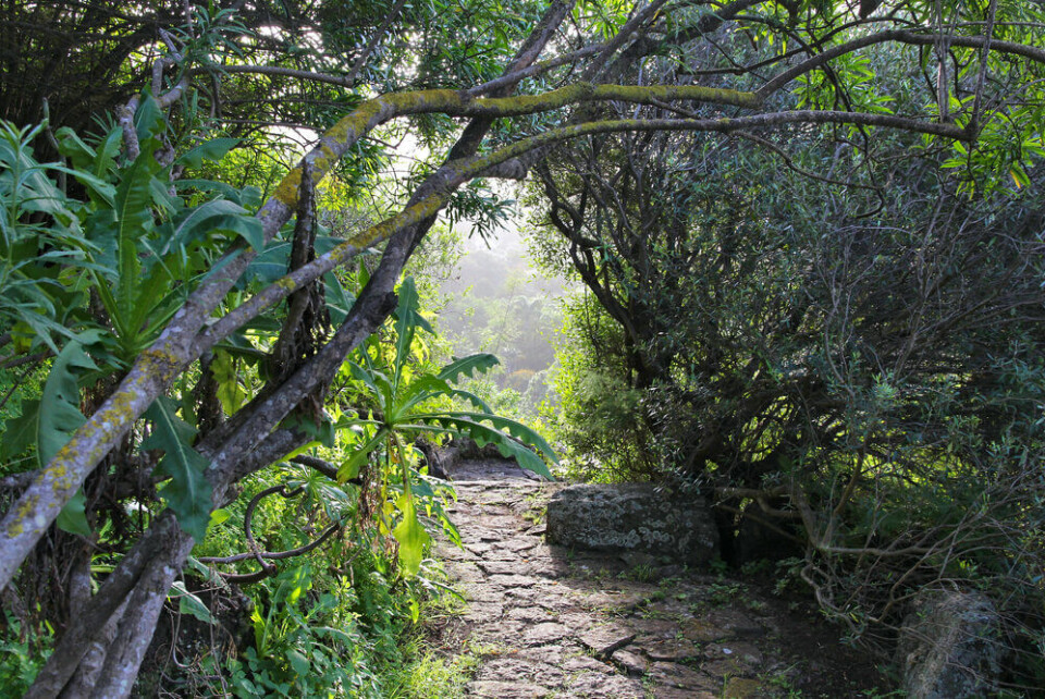 Den botaniske hagen i Las Palmas, Jardín Botánico Canario Viera y Clavijo. Foto: Tupungato/Shutterstock