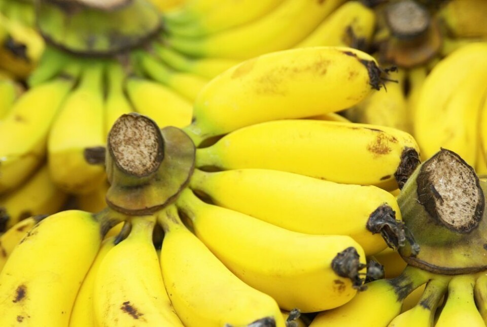 En banan om dagen er bra for magen (og humøret, hjertet, blodtrykket og mye mer!). Foto: Envato Elements