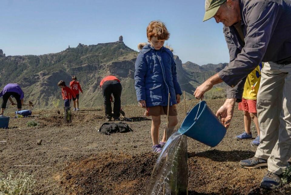 Foresta-stiftelsen jobber med treplanting på Gran Canaria. De sier det har blitt mer utfordrende å plante skog i sør enn før. Foto: Foresta Foresta-stiftelsen jobber med treplanting på Gran Canaria. De sier det har blitt mer utfordrende å plante skog i sør enn før. Foto: Foresta