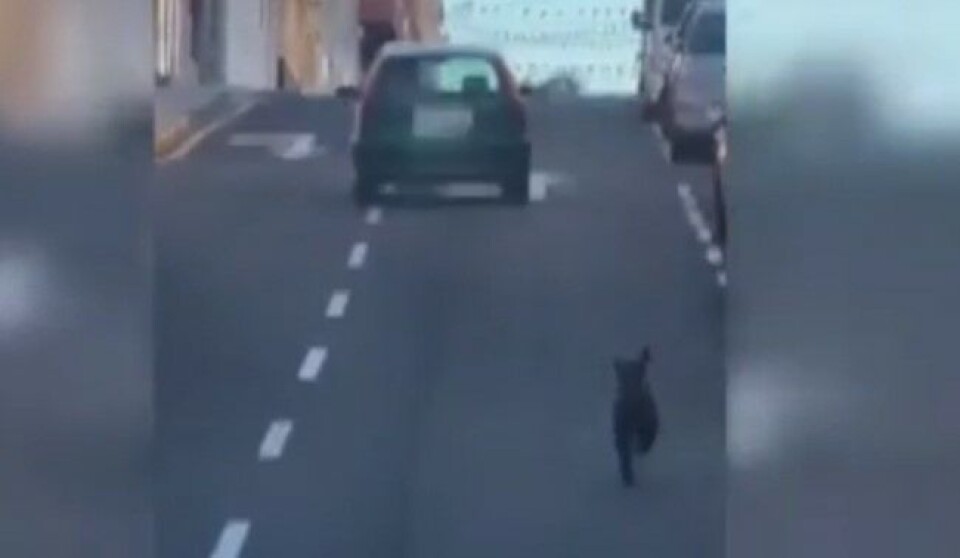 Foto: Skjermdump fra videoen som viser hvordan en kvinne stikker av fra hunden sin.