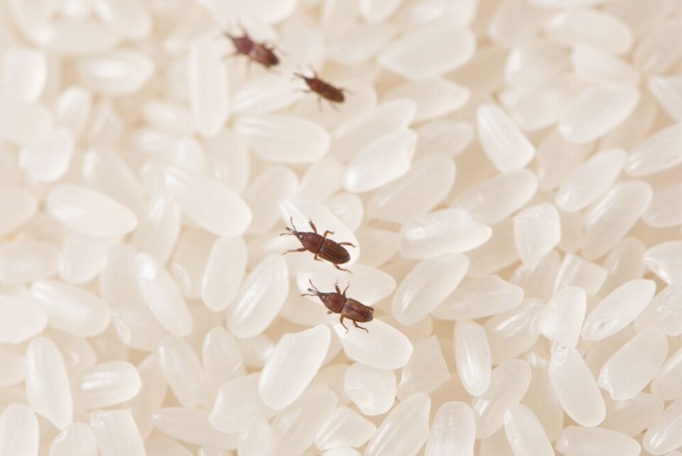 Disse vil du ikke ha i risen, pastaen eller kornet ditt. Foto: kungfu01/Shutterstock