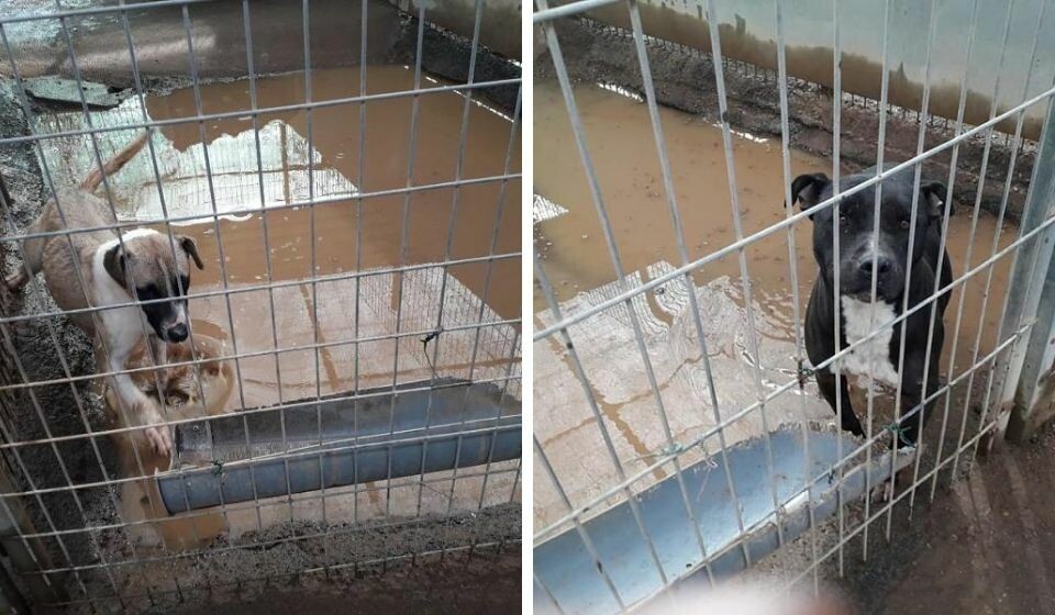 Sjokkerende forhold hos dyrebeskyttelsen på Tenerife