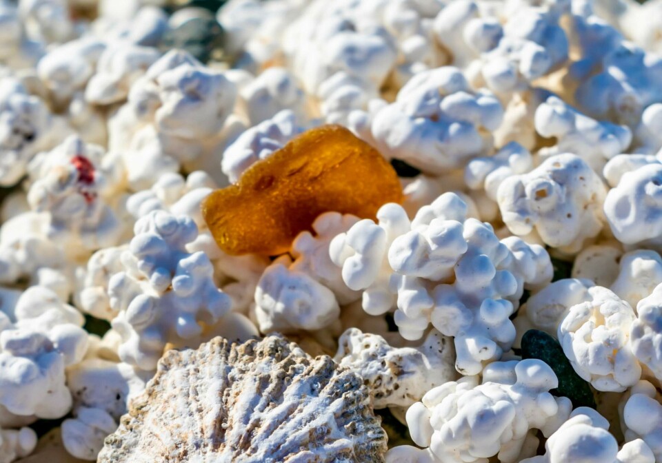 POPCORN? Nei, det er koraller, og du må la de ligge i fred på stranda. Foto: Canary Islands Tourism