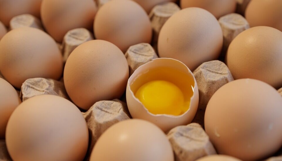 Arkivfoto av egg.