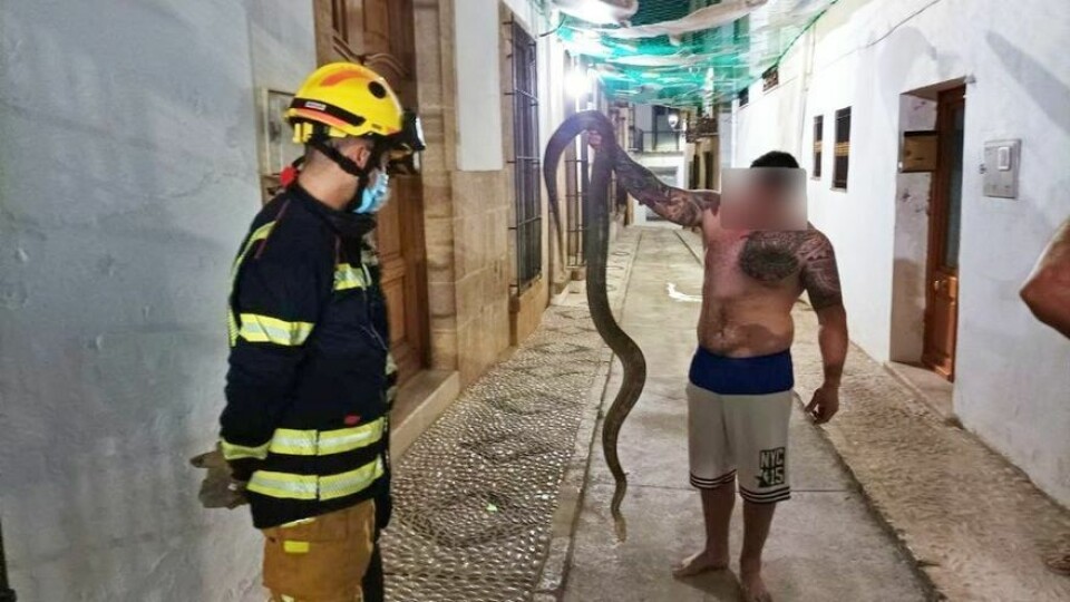Stor slange kom seg løs i Alicante