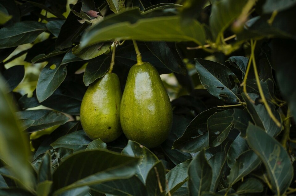 Stjal mer enn 1000 kilo avokado på Tenerife